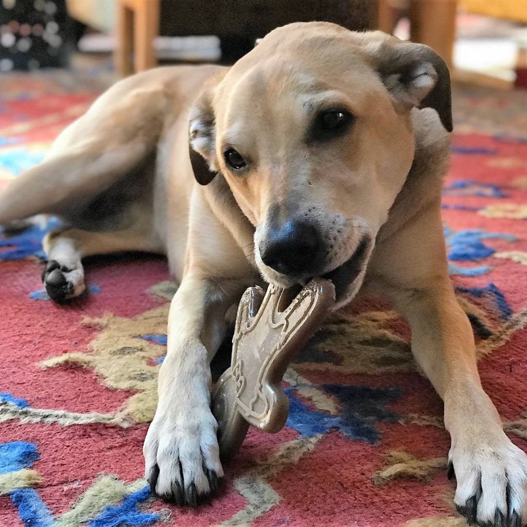 <h1>Nylon Gingerbread Man Chew Toy Pets</h1> Nylon Gingerbread Man Chew Toy Pets