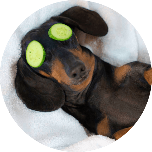 Oatmeal, Cucumber & Aloe Dog Shampoo