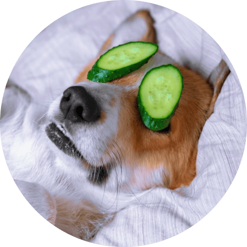 Oatmeal, Cucumber & Aloe Dog Shampoo