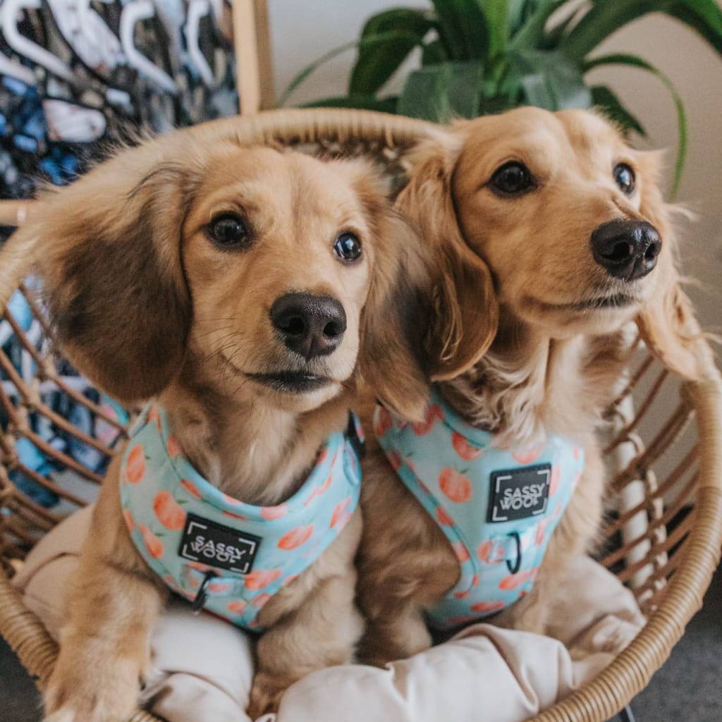 <h1>‘Peach, Please’ Adjustable Dog Harness Pets</h1> 'Peach, Please' Adjustable Dog Harness Pets