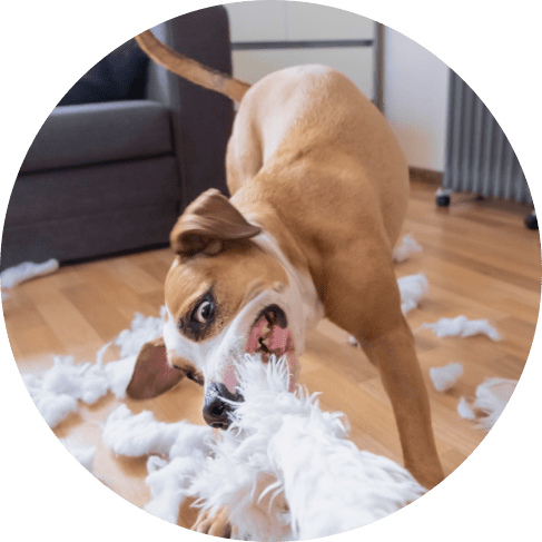 Pork-Flavored Chew Squeaker Toy