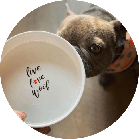 Sagres Pet Bowl Sagres Pet Bowl