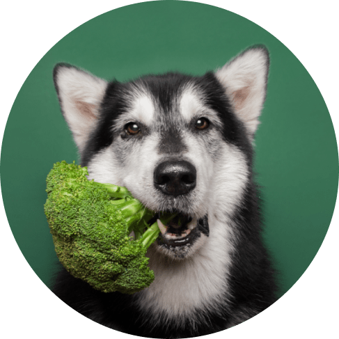 Teal Non Skid Dog Bowl